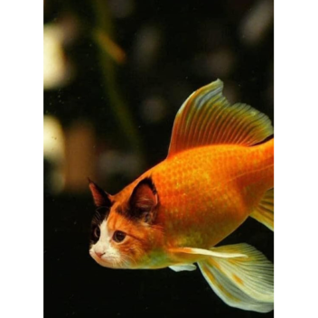 this is just another random game 