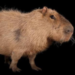 CAPYBARAS! TEAM 1