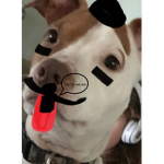 DOGS ALL DAY YAY