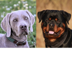 weimaraner and rottweiler fans