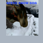 Lilly’s group (the dog)