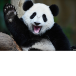Panda's love