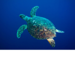 Always save the turtles!