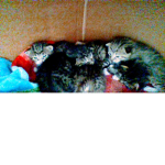 me and my little kittens