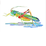 Grasshopper Gang