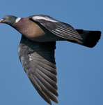 La Brigade Pigeon