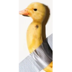 Rubber duck homies