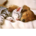 Paws in The Animal Club (for girls only)