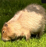Capybara gang 856