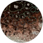 PRISMATIC Shimmerback Bistahieversor Unlocked! Roblox badge thumbnail