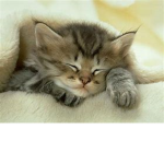 ~Animal loves~