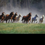 Wild Horses