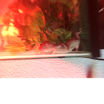 Lizardfanclub