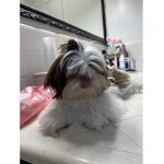 my dog eevee