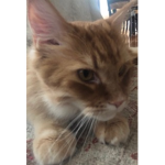 cat rights
