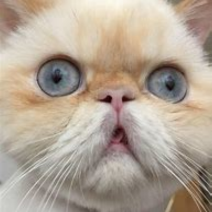 cat Roblox decal
