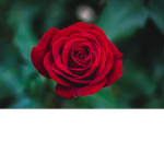 pretty little roses