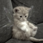 cattual