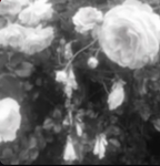 'ᴄᴏᴀsʏ ʟᴀɴᴇ'