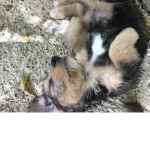 The pupperoni gang