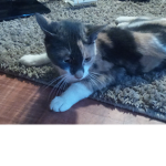 The cutest cats here
