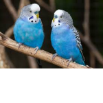 ParakeetPM101 Savage life