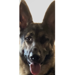 Damien the dog ( TT )