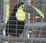toucan's wrath