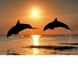 Exotic Eclipse Aquatic Stadium