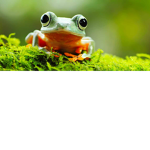 Frog boss;)