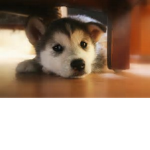 Husky Squad o3o
