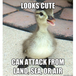 Duckie Nation