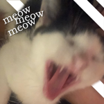 Cat Chat // GIZMOS SERVER