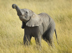 elephant ushanka group