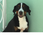 gang dos cachorros