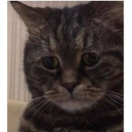 Garfield_n_Frendz
