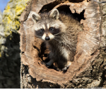 Raccoons Unite