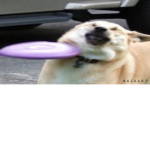 # #### Dog