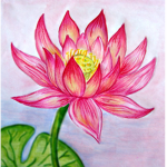 Petals of Lotuses