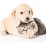 Doggies <3 Kitties