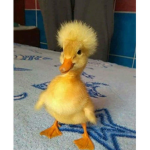 duckykwakwak