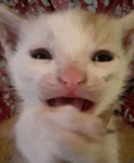 Pusacat
