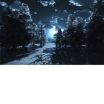 Cold Forest Studio