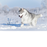 THE BEST HUSKY GANG!