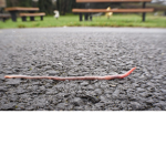~Save The Worms~