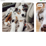 Dog_so_cute