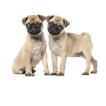 Forever Pugs!
