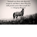 helpp save the animalss