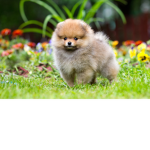 D.o.g C.l.u.b!