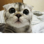 I Love Cats Club